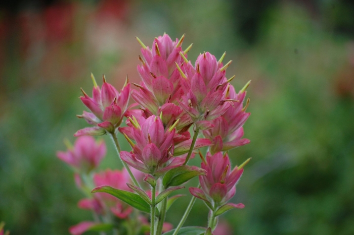 Пурпурная кастиллея (castilleja exserta)