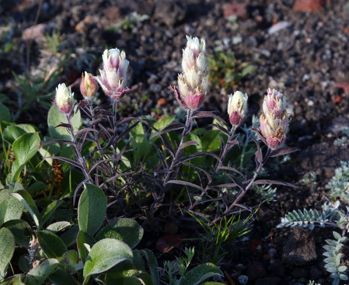 Castilleja pulchella
