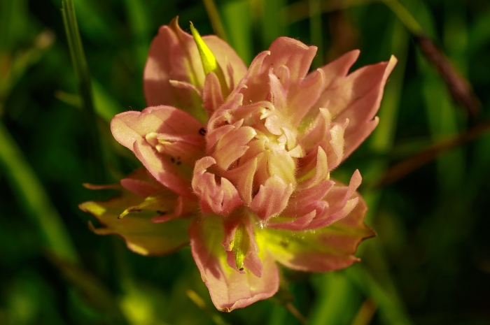 Красивая цветок