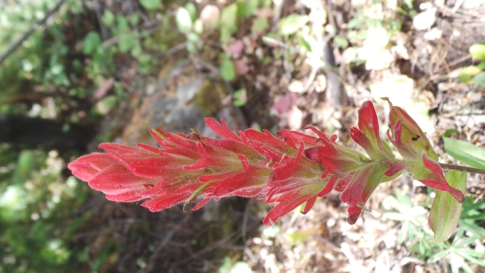 Castilleja linariifolia