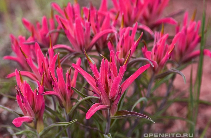 Кастиллея coccinea