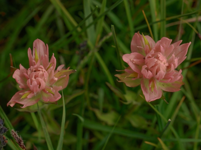 Trifolium pannonicum