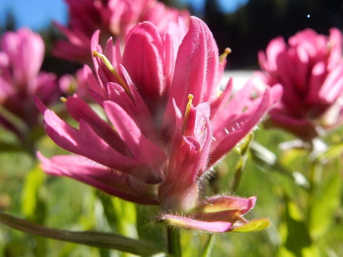 Rosy paintbrush