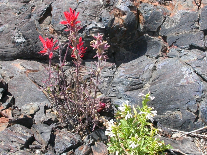 Castilleja chromosa