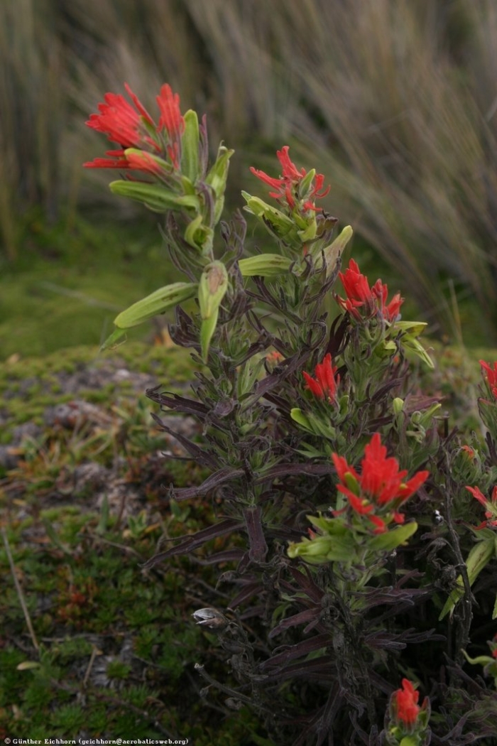 Кастиллея (indian paintbrush)