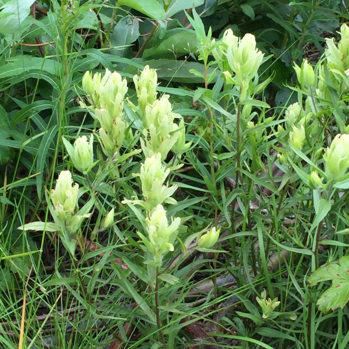 Castilleja pallida