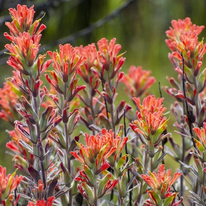 Castilleja affinis