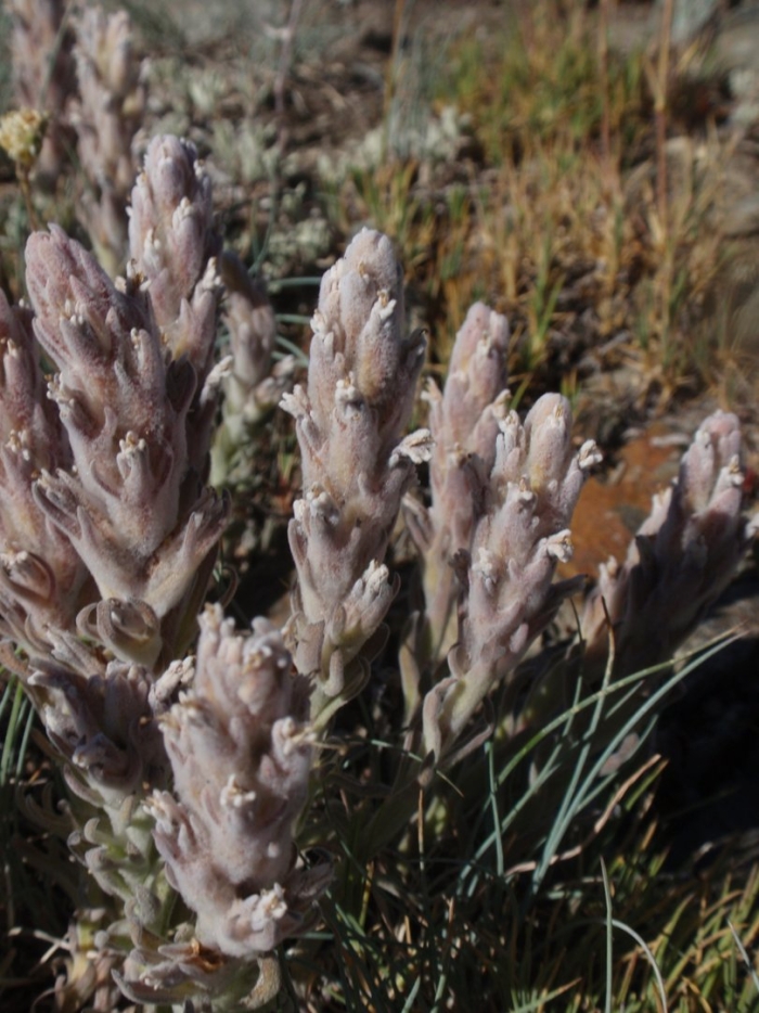 Castilleja schizotricha