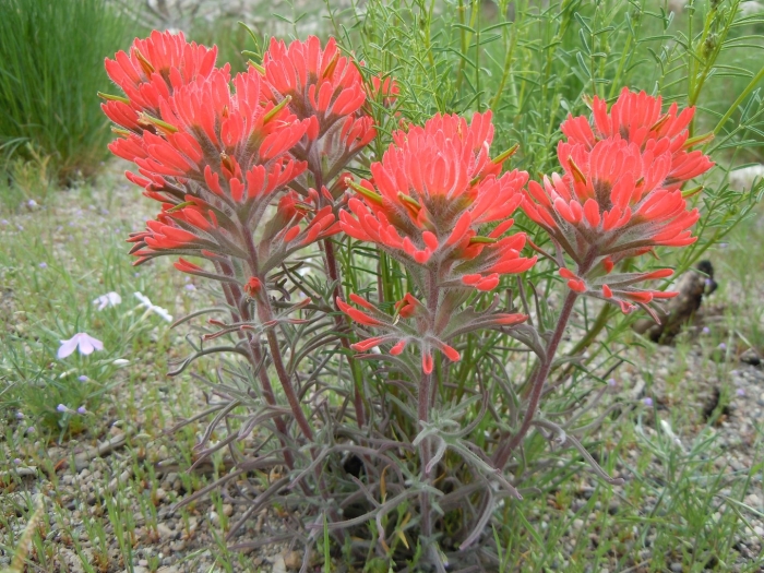 Castilleja angustifolia