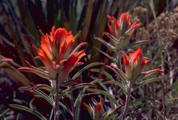 Castilleja purpurea