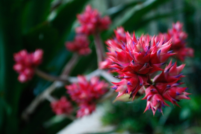 Растение цветок