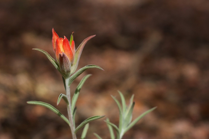 Дикие цветы