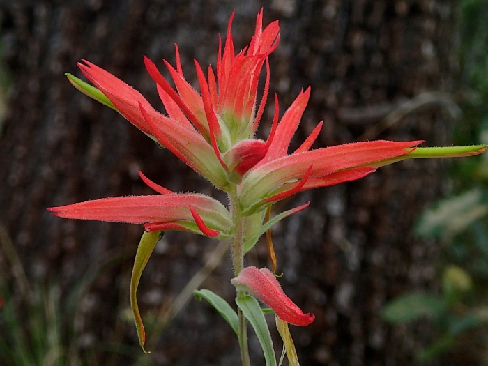 Кастиллея индейская