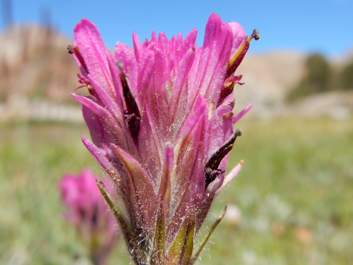 Castilleja lemmonii