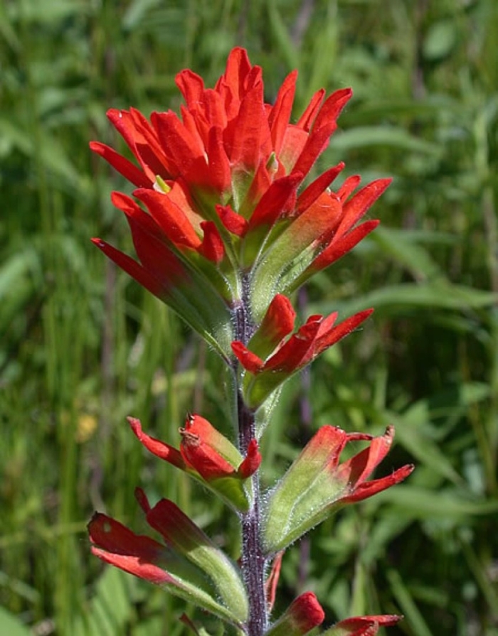 Scarlet indian paintbrush
