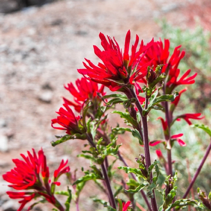 Castilleja applegatei