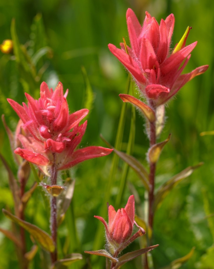 Кастиллея арктическая