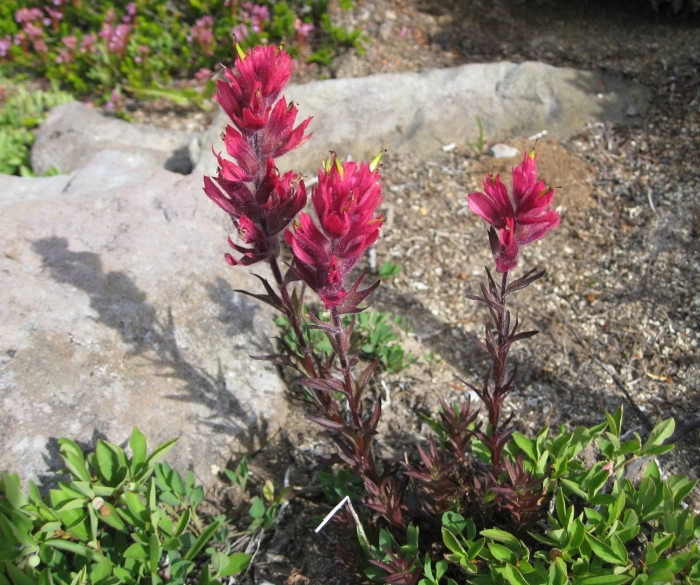Castilleja parviflora var oreopola