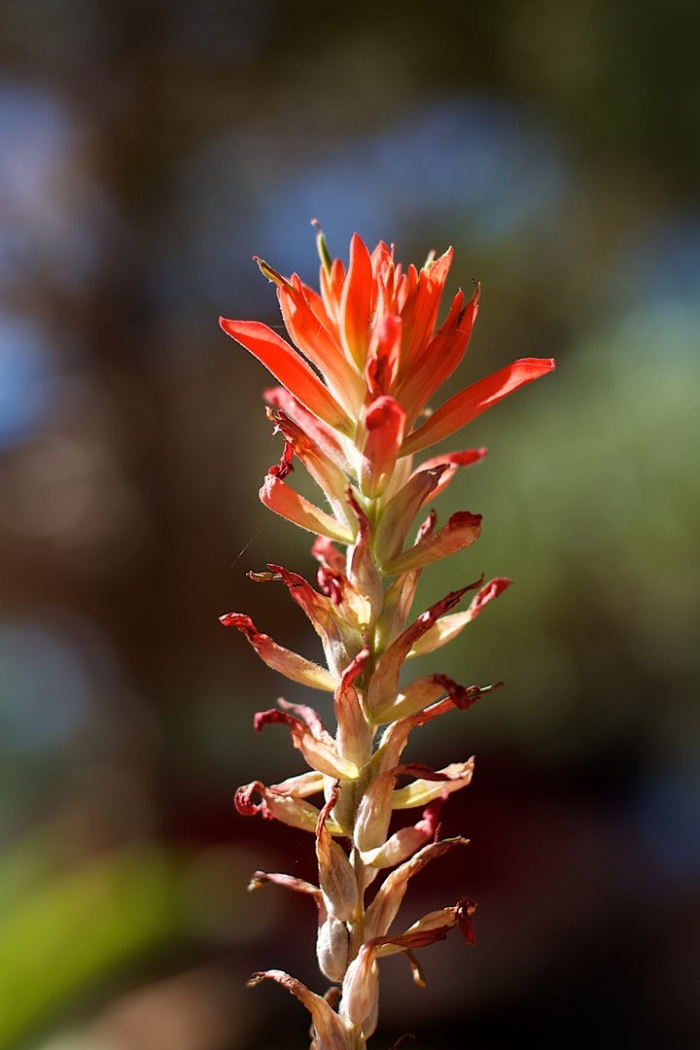 Цветущее растение