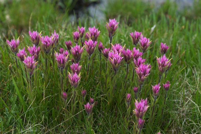 Castilleja parviflora