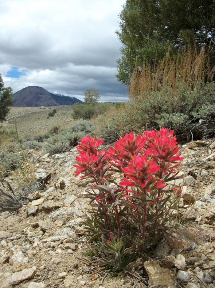 Giant red indian paintbrush