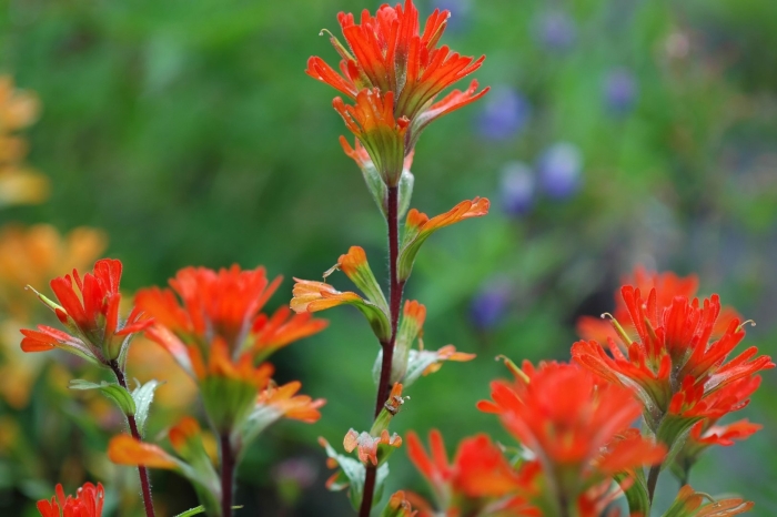 Scarlet indian paintbrush