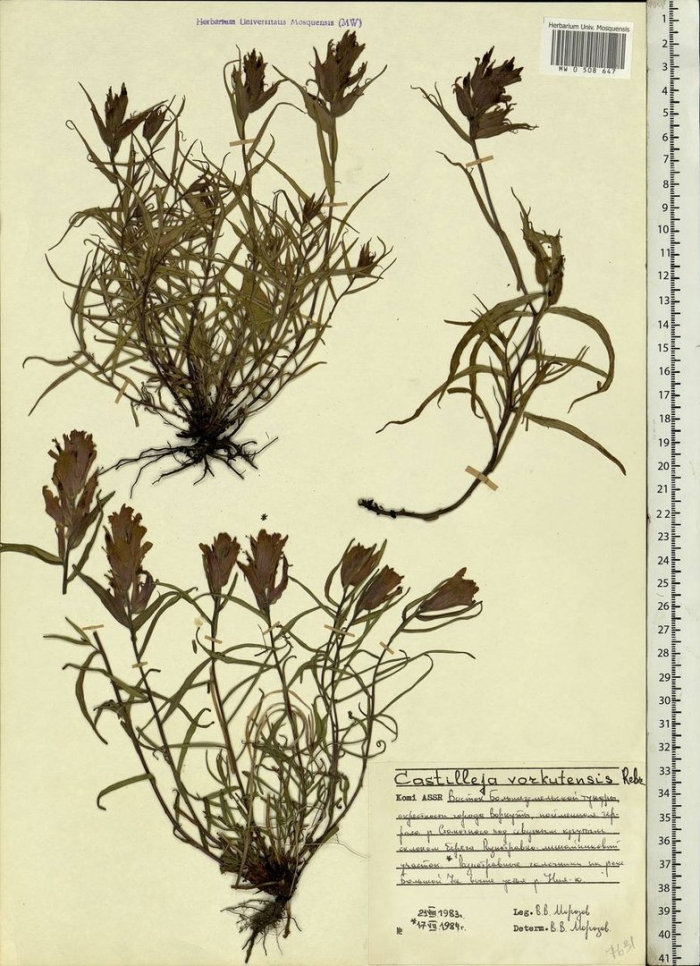 Castilleja arctica