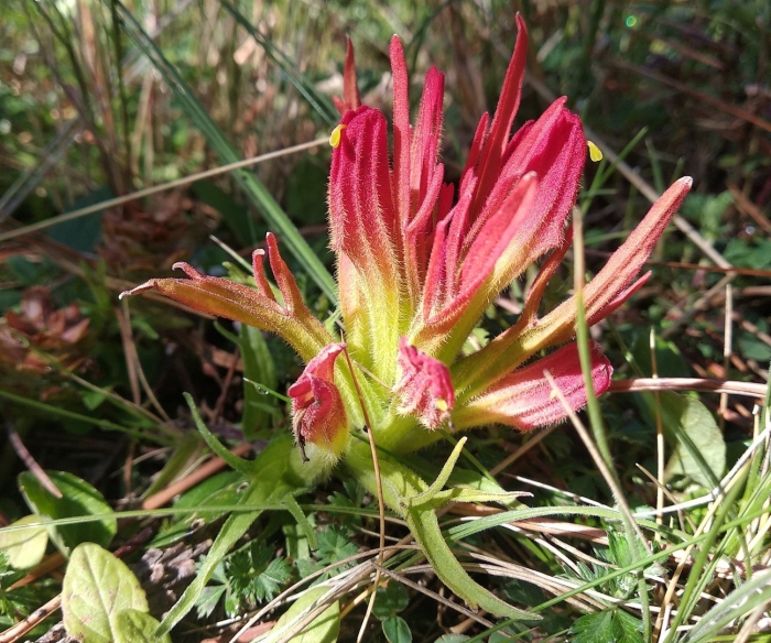 Castilleja miniata