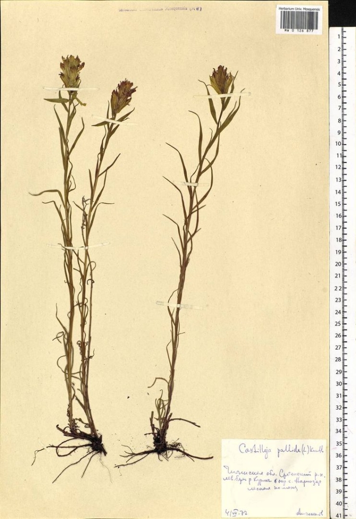 Горечавка альгида