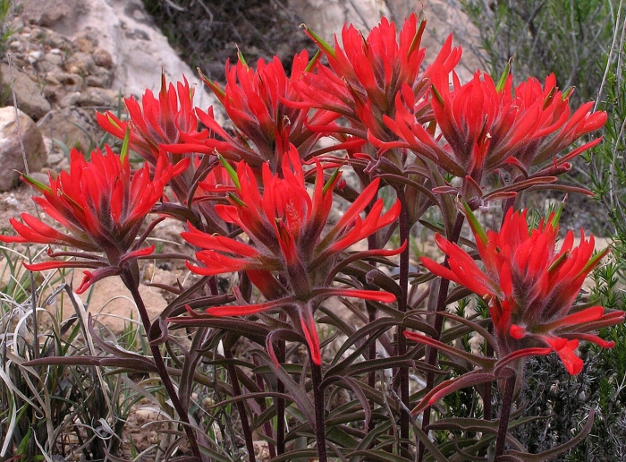 Кастиллея арктическая