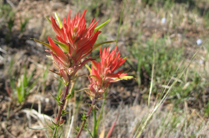 Castilleja linariifolia