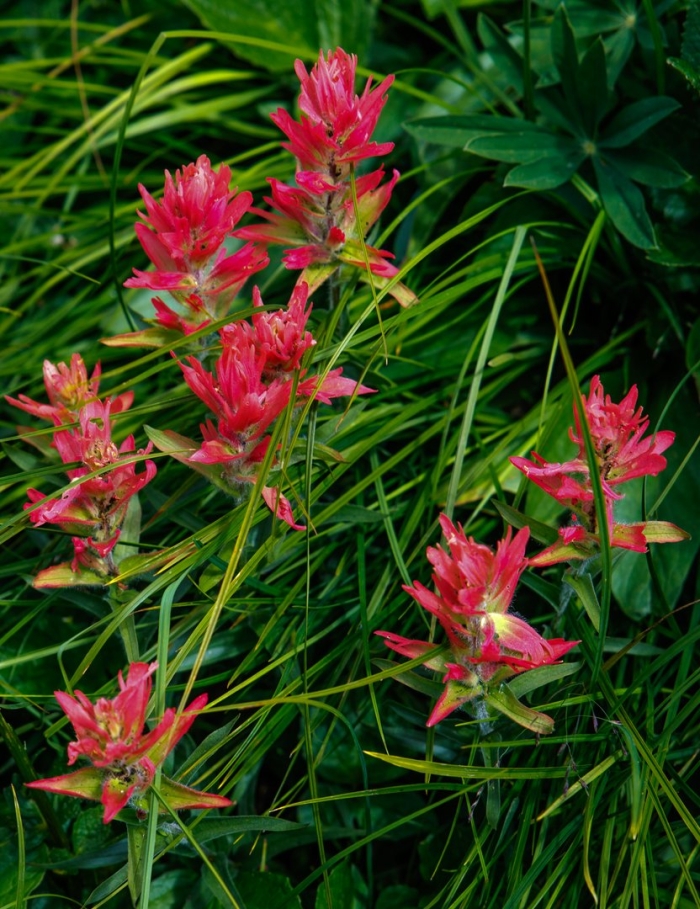 Rosy paintbrush