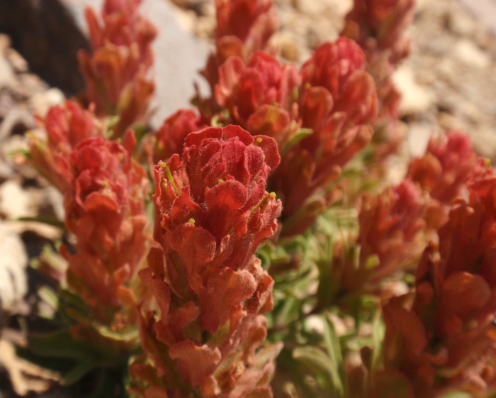 Anigozanthos flavidus