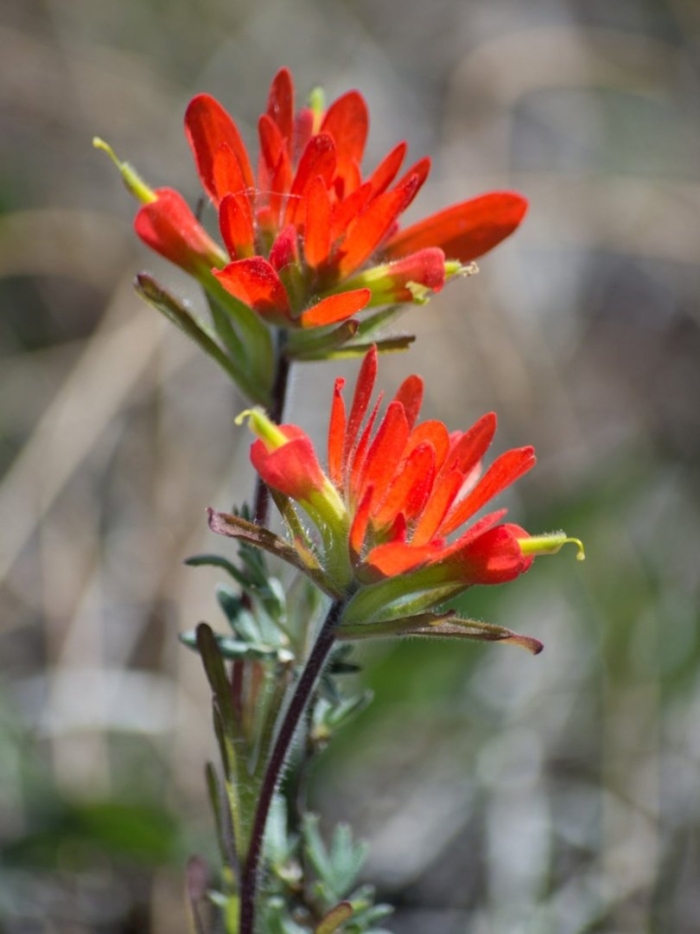 Кастиллея (indian paintbrush)