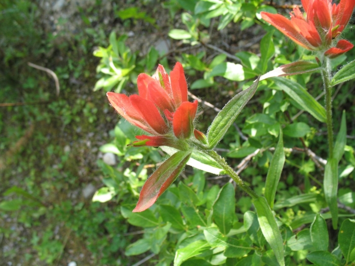 Кастиллея (indian paintbrush)