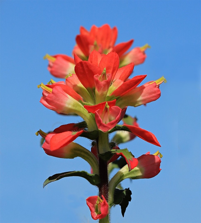 Дикие цветы castilleja indivisa