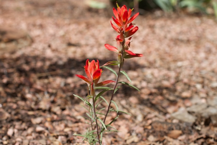Wholeleaf indian paintbrush