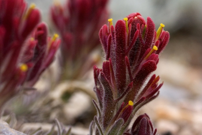 Castilleja cinerea