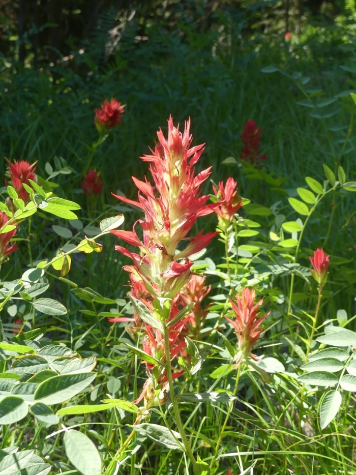 Castilleja indivisa