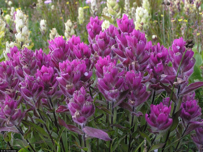 Кастиллея арктическая