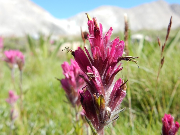 Кастиллея арктическая