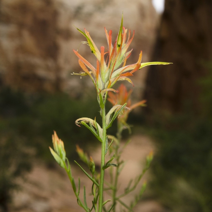 Castilleja linariifolia