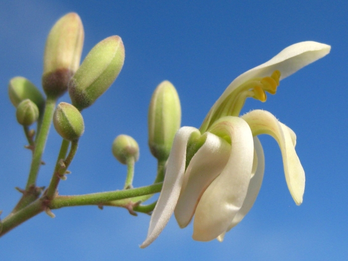 Моринга цветок