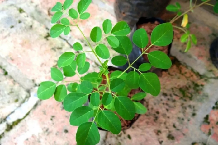 Моринга масличная