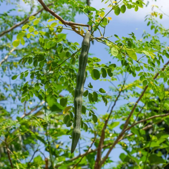 Moringa daraxti