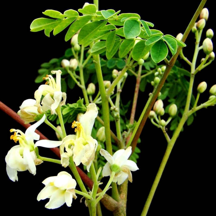 Моринга масличная