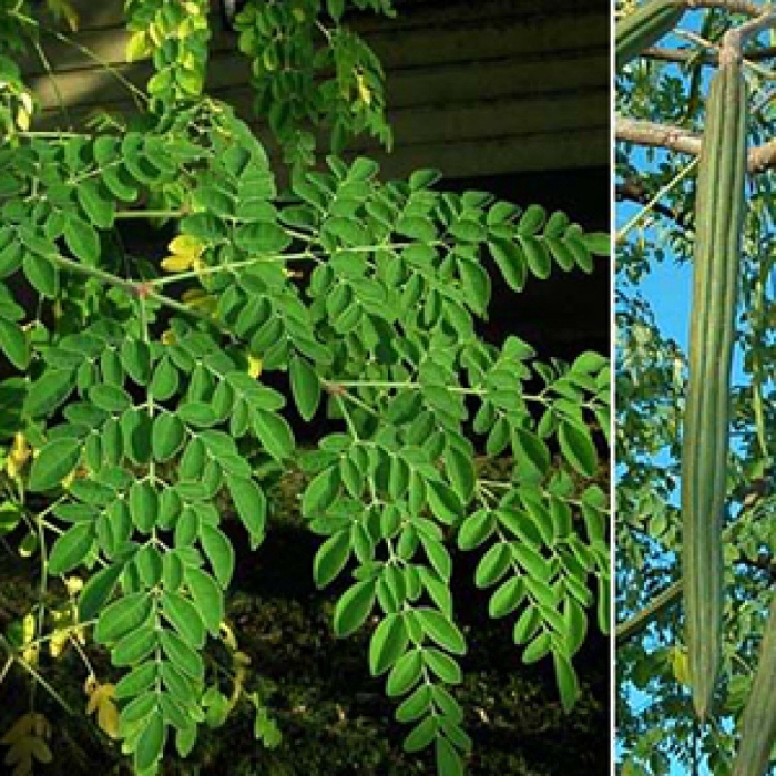 Моринга акация