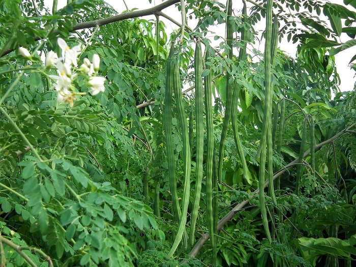 Moringa oleifera seed