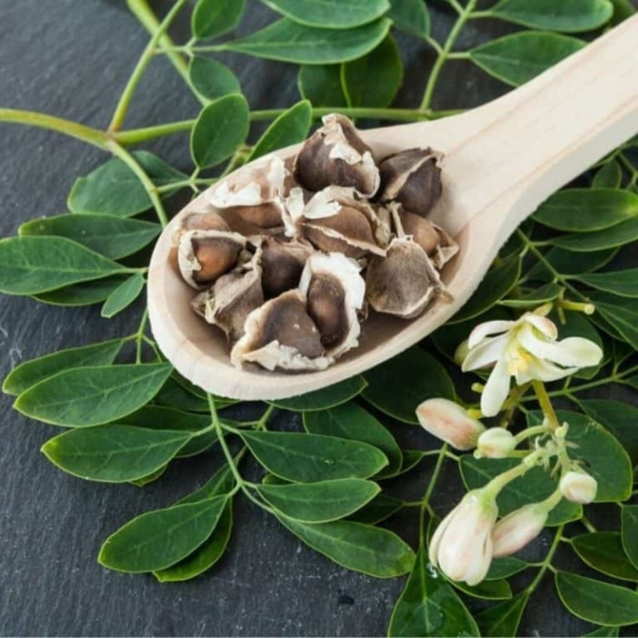 Moringa seeds