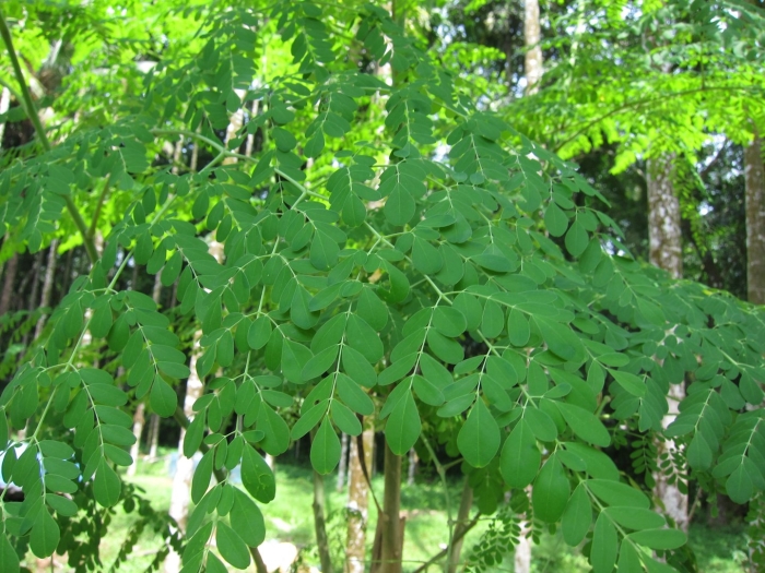 Моринга дерево